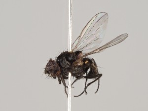  ( - KWi-425)  @11 [ ] CreativeCommons - Attribution Non-Commercial (2018) Marko Mutanen University of Oulu