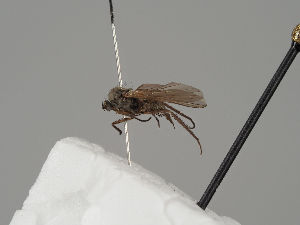  (Empis hoffmannseggii - KWi-556)  @11 [ ] CreativeCommons - Attribution Non-Commercial (2018) Marko Mutanen University of Oulu