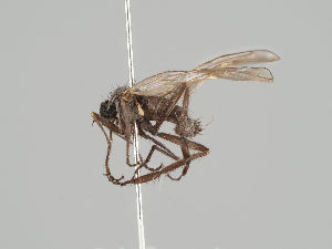  (Rhamphomyia rufipes - KWi-660)  @13 [ ] CreativeCommons - Attribution Non-Commercial (2018) Marko Mutanen University of Oulu