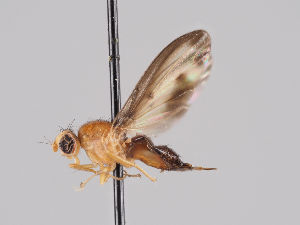  (Toxonevra laetabilis - KWi-908)  @11 [ ] CreativeCommons - Attribution Non-Commercial (2018) Marko Mutanen University of Oulu