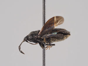  ( - MZH_KZ.7770)  @11 [ ] CreativeCommons - Attribution Non-Commercial (2018) Marko Mutanen University of Oulu