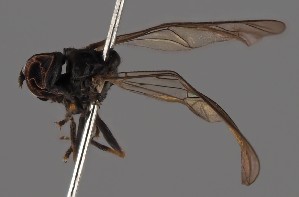  (Dorylomorpha hackmani - KWi-2458)  @11 [ ] by-nc (2023) Marijke Iso-Kokkila University of Oulu