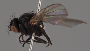  (Agromyza conjuncta - KWi-2486)  @11 [ ] by-nc (2023) Marijke Iso-Kokkila University of Oulu