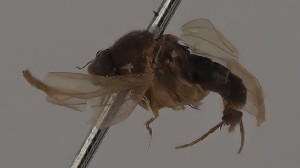  (Megaselia sulphuripes - KWi-2489)  @11 [ ] by-nc (2023) Marijke Iso-Kokkila University of Oulu
