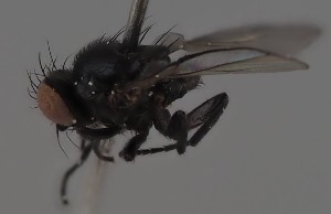  (Melanagromyza submetallescens - KWi-2652)  @11 [ ] by-nc (2023) Marijke Iso-Kokkila University of Oulu