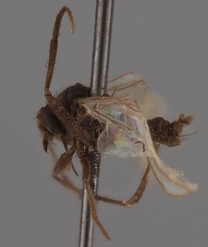  (Rhamphomyia griseola - KWi-2680)  @11 [ ] by-nc (2023) Marijke Iso-Kokkila University of Oulu