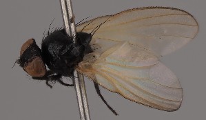  (Priscoearomyia withersi - KWi-2684)  @11 [ ] by-nc (2023) Marijke Iso-Kokkila University of Oulu