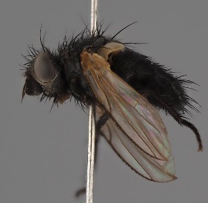  (Phytomyptera nigroaenea - KWi-2686)  @11 [ ] by-nc (2023) Marijke Iso-Kokkila University of Oulu