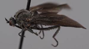  (Rhamphomyia vesiculosa - KWi-2697)  @11 [ ] by-nc (2023) Marijke Iso-Kokkila University of Oulu