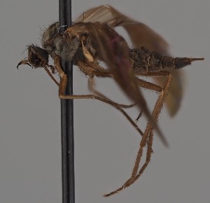  (Rhamphomyia tipularia - KWi-2755)  @11 [ ] by-nc (2023) Marijke Iso-Kokkila University of Oulu