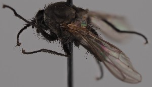  (Megaselia miroparaphysis - KWi-2797)  @11 [ ] by-nc (2023) Marijke Iso-Kokkila University of Oulu