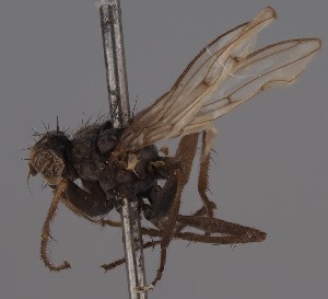  (Trichopalpus lacteipennis - KWi-2832)  @11 [ ] by-nc (2023) Marijke Iso-Kokkila University of Oulu