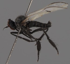  (Rhamphomyia galactoptera - KWi-2840)  @11 [ ] by-nc (2023) Marijke Iso-Kokkila University of Oulu