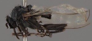  (Rhamphomyia albitarsis - KWi-2843)  @11 [ ] by-nc (2023) Marijke Iso-Kokkila University of Oulu