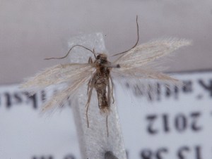  (Bucculatrix lerchianella - MM23289)  @13 [ ] CreativeCommons - Attribution Non-Commercial (2014) Marko Mutanen University of Oulu