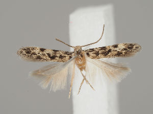  ( - MM26780)  @11 [ ] CreativeCommons - Attribution Non-Commercial (2018) Marko Mutanen University of Oulu