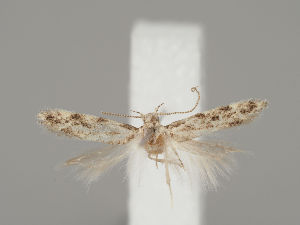  ( - MM26781)  @11 [ ] CreativeCommons - Attribution Non-Commercial (2018) Marko Mutanen University of Oulu