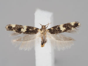  ( - MM26795)  @11 [ ] CreativeCommons - Attribution Non-Commercial (2018) Marko Mutanen University of Oulu