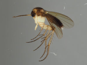  (Mycetophila hyrcania - MZH_GAS.444)  @13 [ ] by-nc (2021) Marko Mutanen University of Oulu