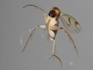  (Mycetophila v-nigrum - MZH_GAS.454)  @11 [ ] by-nc (2021) Marko Mutanen University of Oulu