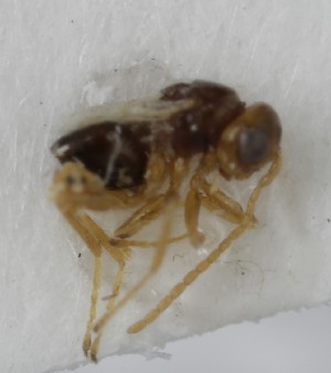  ( - MZH_GL.8275)  @11 [ ] by-nc (2023) Simo Vaananen Luomus