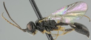  ( - MZH_GP.111067)  @11 [ ] by-nc (2024) Simo Vaananen Luomus