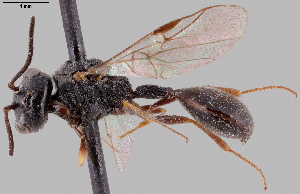  ( - MZH_GP.111095)  @11 [ ] by-nc (2024) Simo Vaananen Luomus