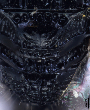  ( - MZH_GP.111143)  @11 [ ] by-nc (2024) Simo Vaananen Luomus