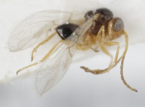  (Alloxysta brevitarsis - MZH_GQ.5050)  @11 [ ] by-nc (2024) Simo Vaananen Luomus