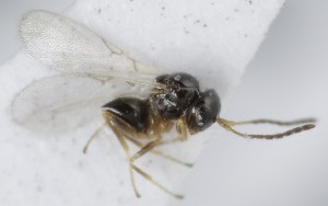  (Alloxysta nigricans - MZH_GQ.5055)  @11 [ ] by-nc (2024) Simo Vaananen Luomus