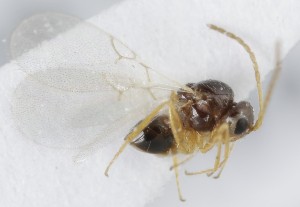  ( - MZH_GQ.5056)  @11 [ ] by-nc (2024) Simo Vaananen Luomus