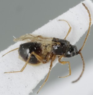  ( - MZH_GQ.5070)  @11 [ ] by-nc (2024) Simo Vaananen Luomus