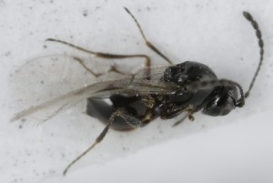  ( - MZH_GQ.5072)  @11 [ ] by-nc (2024) Simo Vaananen Luomus