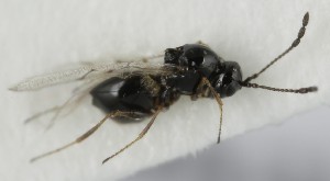  ( - MZH_GQ.5074)  @11 [ ] by-nc (2024) Simo Vaananen Luomus