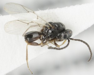  (Melanips microcerus - MZH_GQ.5082)  @11 [ ] by-nc (2024) Simo Vaananen Luomus