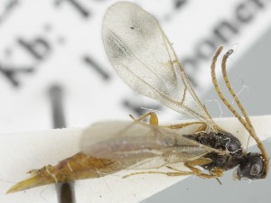  ( - MZH_GQ.5083)  @11 [ ] by-nc (2024) Simo Vaananen Luomus