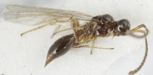  ( - MZH_GQ.5085)  @11 [ ] by-nc (2024) Simo Vaananen Luomus