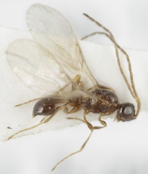  ( - MZH_GQ.5087)  @11 [ ] by-nc (2024) Simo Vaananen Luomus