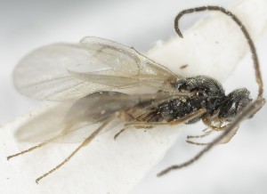  ( - MZH_GQ.5089)  @11 [ ] by-nc (2024) Simo Vaananen Luomus