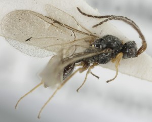  ( - MZH_GQ.5090)  @11 [ ] by-nc (2024) Simo Vaananen Luomus