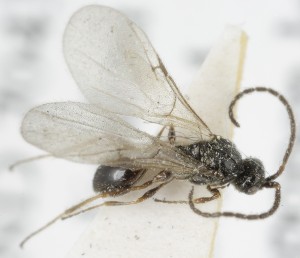  ( - MZH_GQ.5091)  @11 [ ] by-nc (2024) Simo Vaananen Luomus