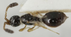  (Basalys stramineipes - MZH_GQ.5097)  @11 [ ] by-nc (2024) Simo Vaananen Luomus