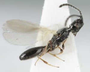  (Coptera punctata - MZH_GQ.5098)  @11 [ ] by-nc (2024) Simo Vaananen Luomus