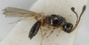  ( - MZH_GQ.5103)  @11 [ ] by-nc (2024) Simo Vaananen Luomus