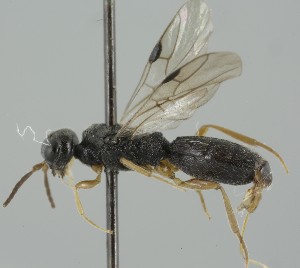  (Vanhornia leileri - MZH_GQ.5112)  @11 [ ] by-nc (2024) Simo Vaananen Luomus