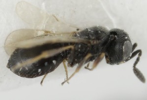  (Anteris scutellaris - MZH_GQ.5114)  @11 [ ] by-nc (2024) Simo Vaananen Luomus