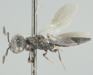  (Scelio flavibarbis - MZH_GQ.5122)  @11 [ ] by-nc (2024) Simo Vaananen Luomus