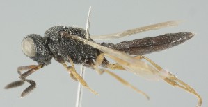  (Scelio inermis - MZH_GQ.5123)  @11 [ ] by-nc (2024) Simo Vaananen Luomus