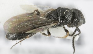  (Sparasion cephalotes - MZH_GQ.5125)  @11 [ ] by-nc (2024) Simo Vaananen Luomus