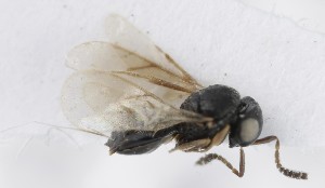  (Trissolcus exerrandus - MZH_GQ.5166)  @11 [ ] by-nc (2024) Simo Vaananen Luomus